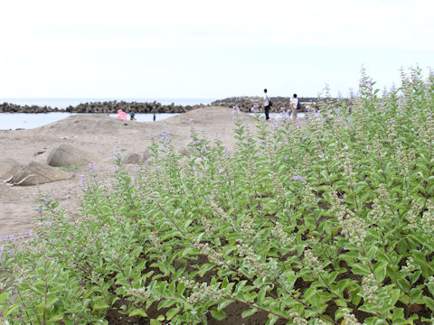 Vitex rotundifolia