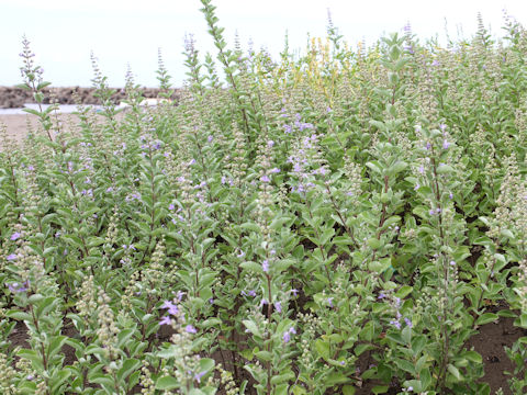 Vitex rotundifolia