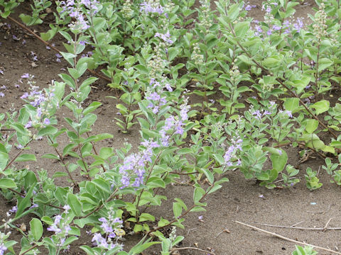 Vitex rotundifolia