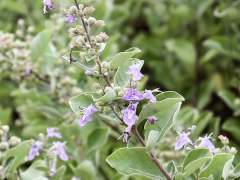 Vitex rotundifolia