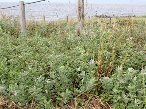 Vitex rotundifolia