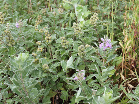 Vitex rotundifolia