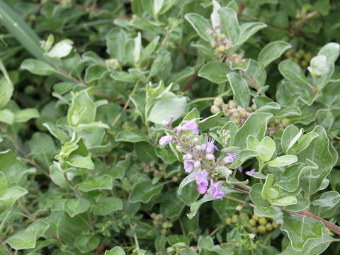 Vitex rotundifolia