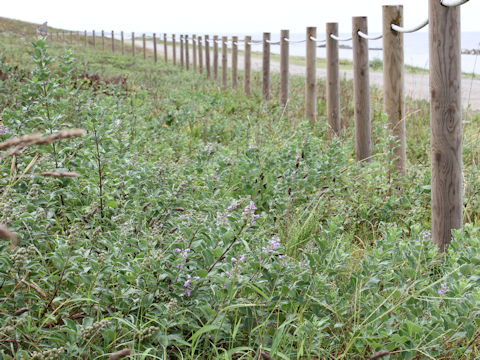 Vitex rotundifolia