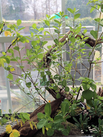 Vitex rotundifolia