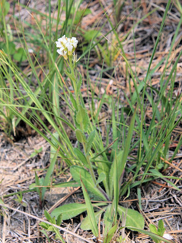 Arabis stelleri var. japonica