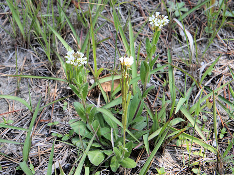 Arabis stelleri var. japonica