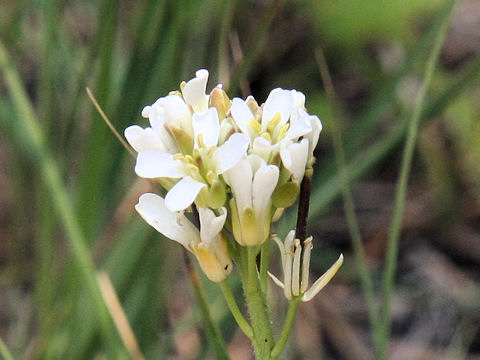 Arabis stelleri var. japonica