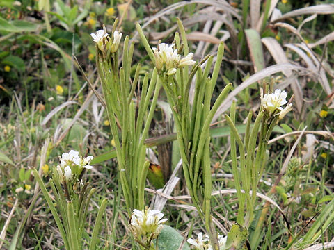 Arabis stelleri var. japonica