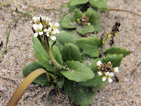 Arabis stelleri var. japonica