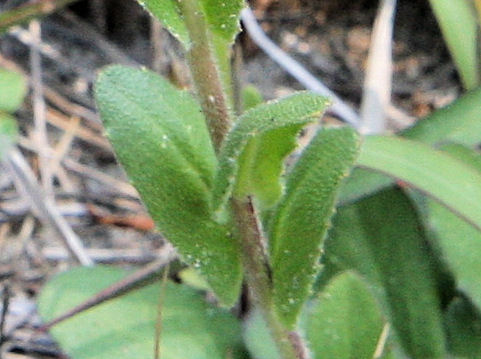 Arabis stelleri var. japonica