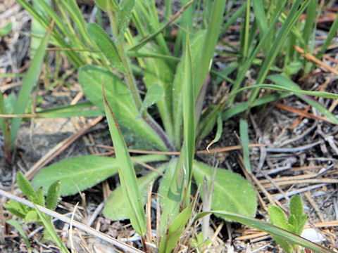 Arabis stelleri var. japonica