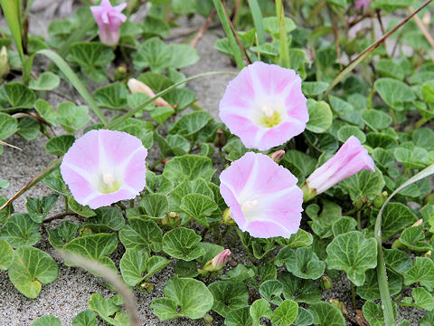 Calystegia soldanella