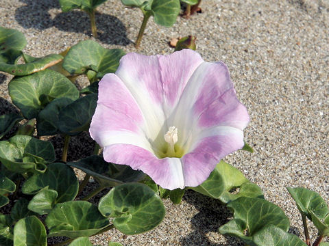 Calystegia soldanella