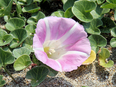 Calystegia soldanella