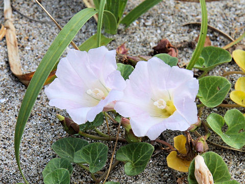 Calystegia soldanella