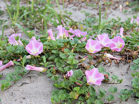 Calystegia soldanella