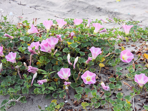 Calystegia soldanella