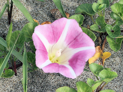 Calystegia soldanella