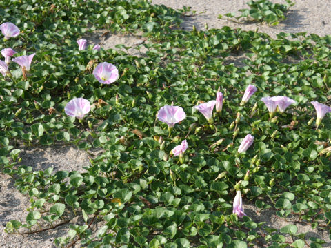 Calystegia soldanella