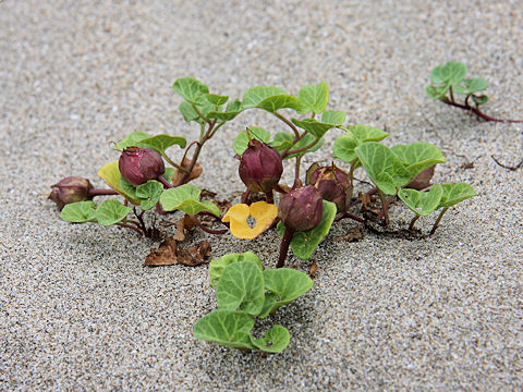 Calystegia soldanella