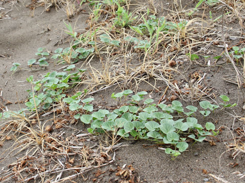 Calystegia soldanella