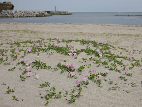 Calystegia soldanella