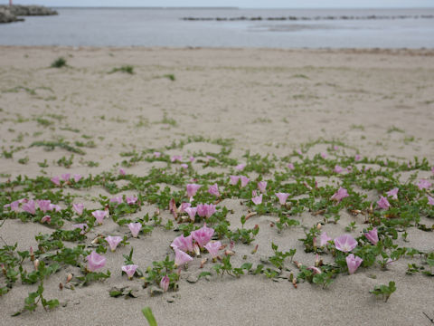 Calystegia soldanella