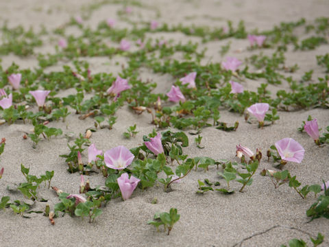 Calystegia soldanella