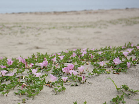 Calystegia soldanella