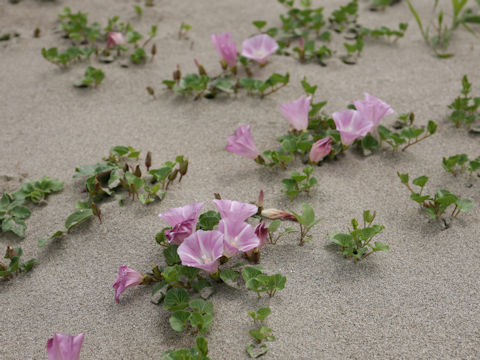 Calystegia soldanella