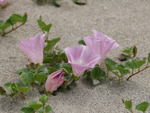 Calystegia soldanella