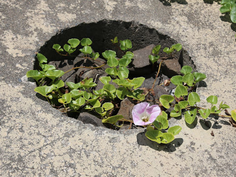 Calystegia soldanella