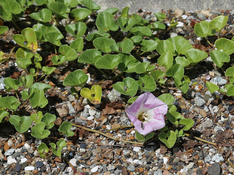 Calystegia soldanella