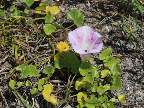 Calystegia soldanella