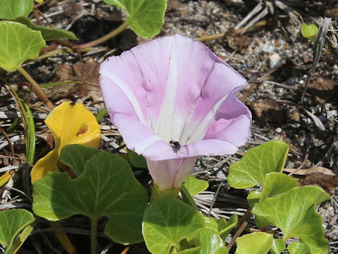 Calystegia soldanella