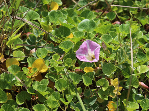 Calystegia soldanella