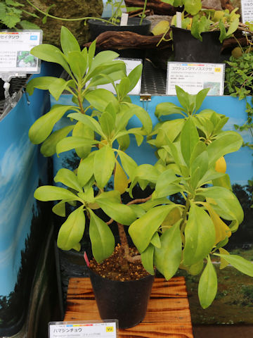 Myoporum bontioides