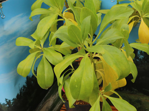 Myoporum bontioides