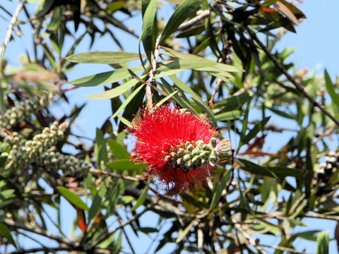 Callistemon citrinus