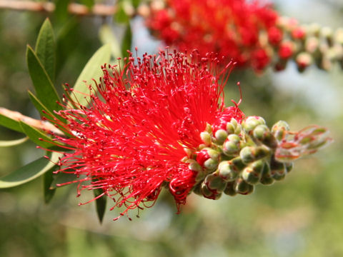 Callistemon citrinus