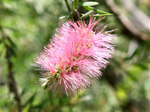 Callistemon citrinus