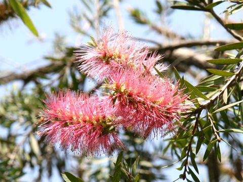 Callistemon citrinus