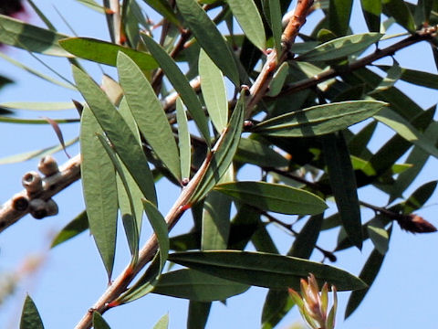 Callistemon citrinus