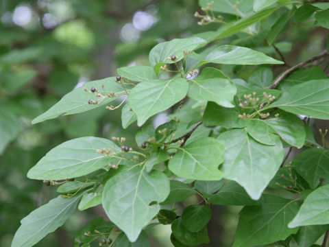 Premna microphylla