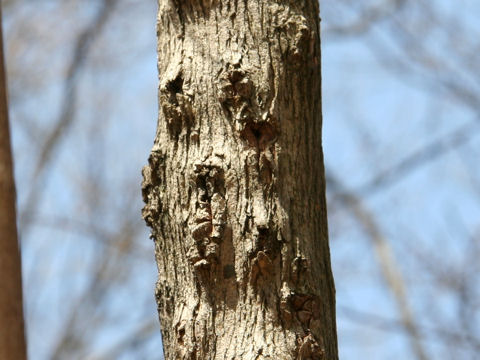 Premna microphylla