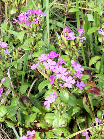 Dianthus japonicus