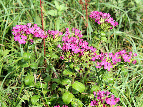 Dianthus japonicus