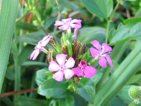 Dianthus japonicus