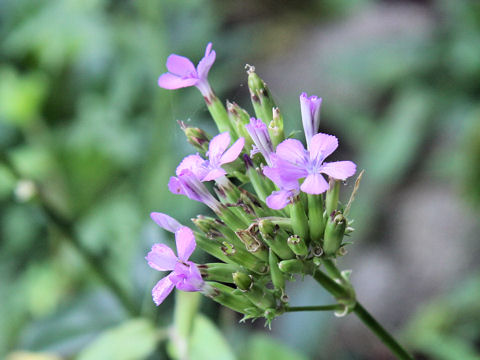 Dianthus japonicus